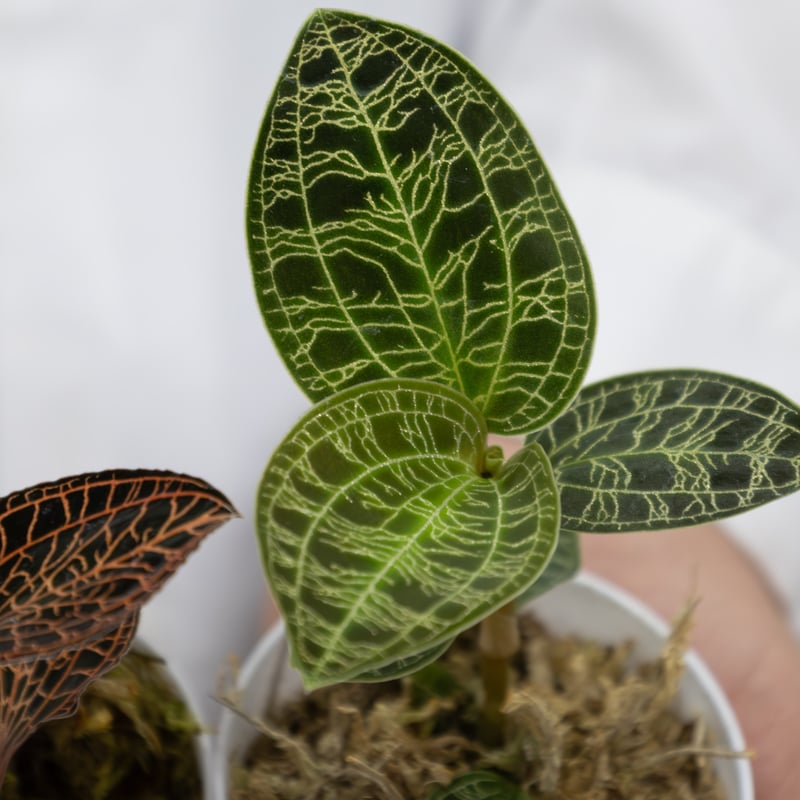 鉢物「ジュエルオーキッドセット」 | tokyo_shokubutsu_zufu