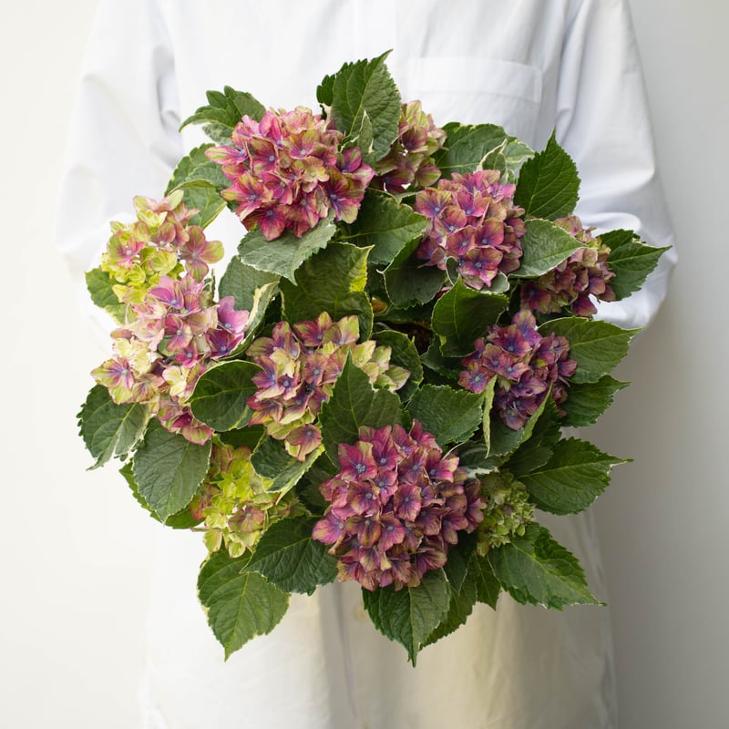 かぺ様 リクエスト 2点 まとめ商品　紫陽花　アジサイ　サプライズ　スパイス あじさい様 リクエスト 2点 まとめ商品 かぺ様 リクエスト 2点 まとめ