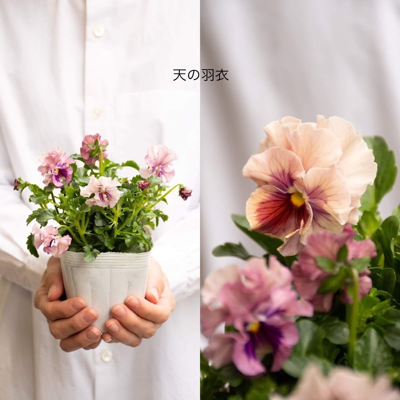 まー ビオラ♡ パンジー パンジービオラ「ミックス