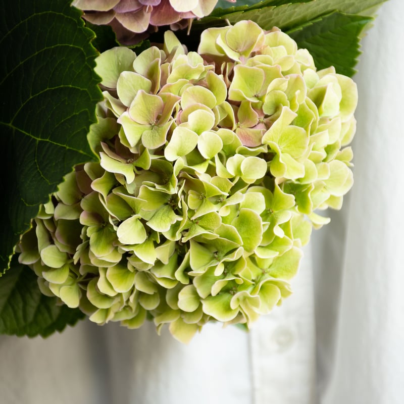 アジサイ「アンティークミックス」 | tokyo_shokubutsu_zufu