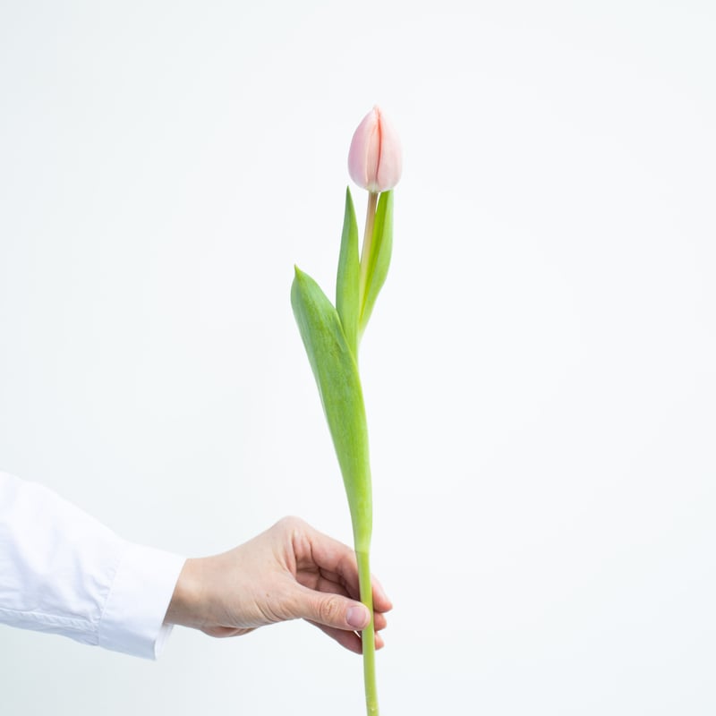 チューリップ「タイス」 | tokyo_shokubutsu_zufu