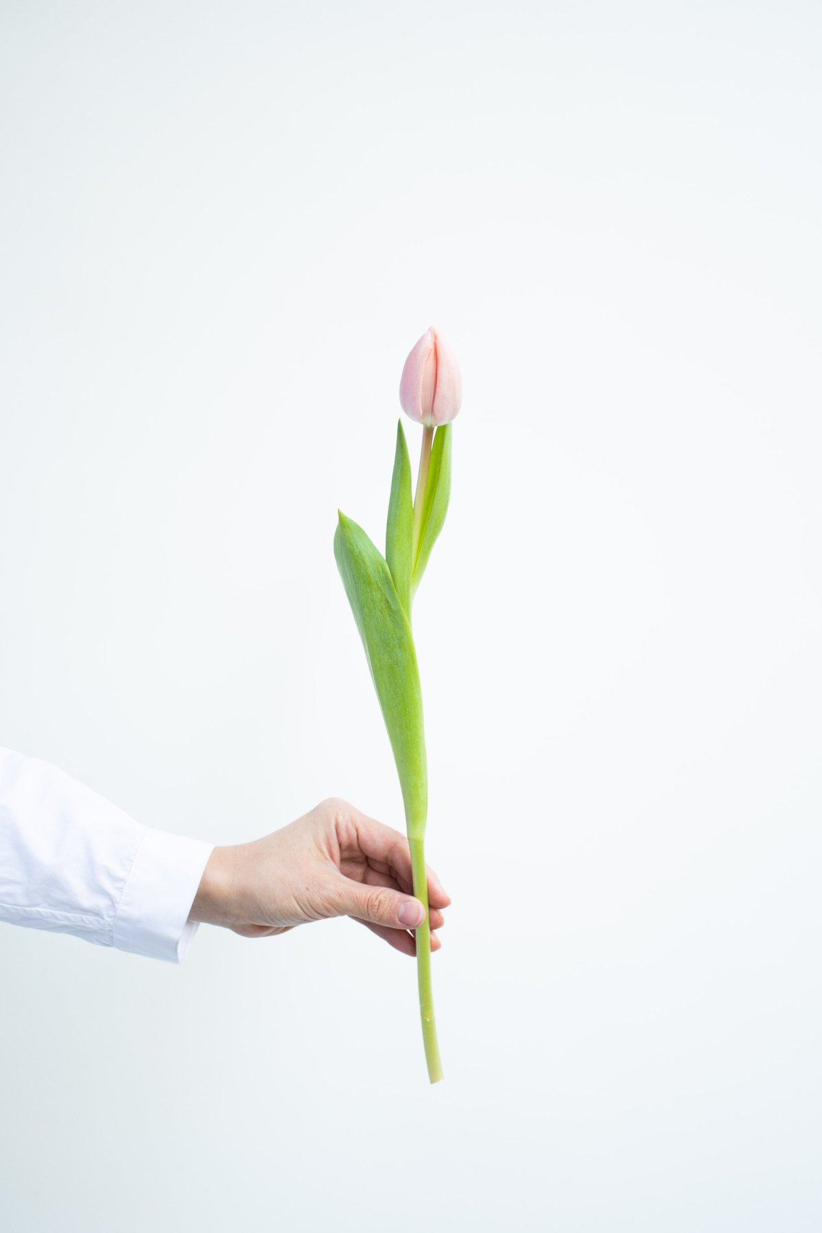 チューリップ fit=scale-down,w=1200