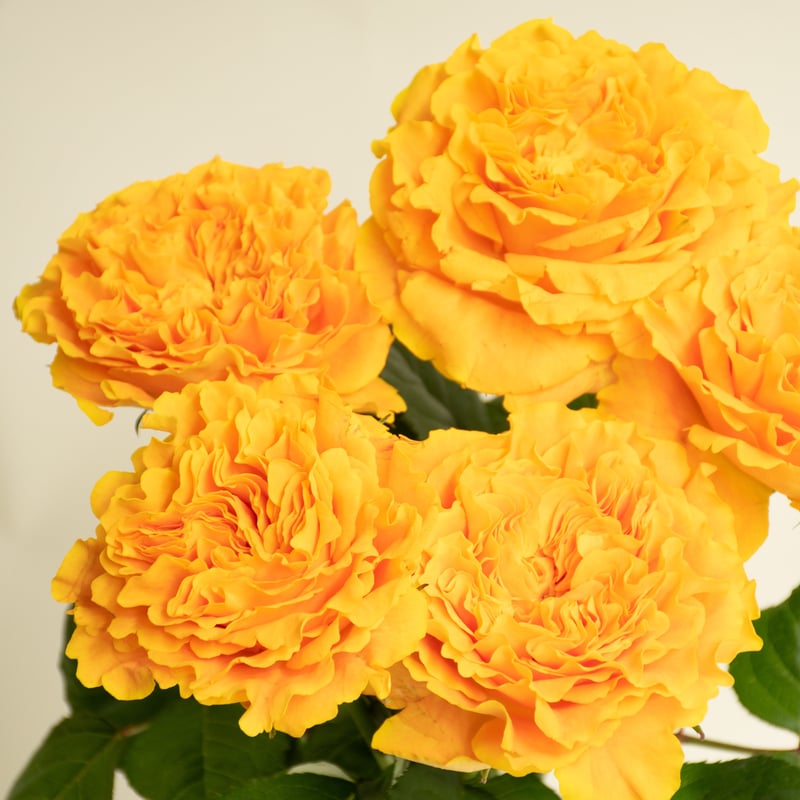 「シュマザラシ 」まとめ買い ナミリーパラ プリンリーパラ たしぎSP 生花】SPバラ サラ(黄色〜クリーム系)【OT】 - 花材通販はなどん