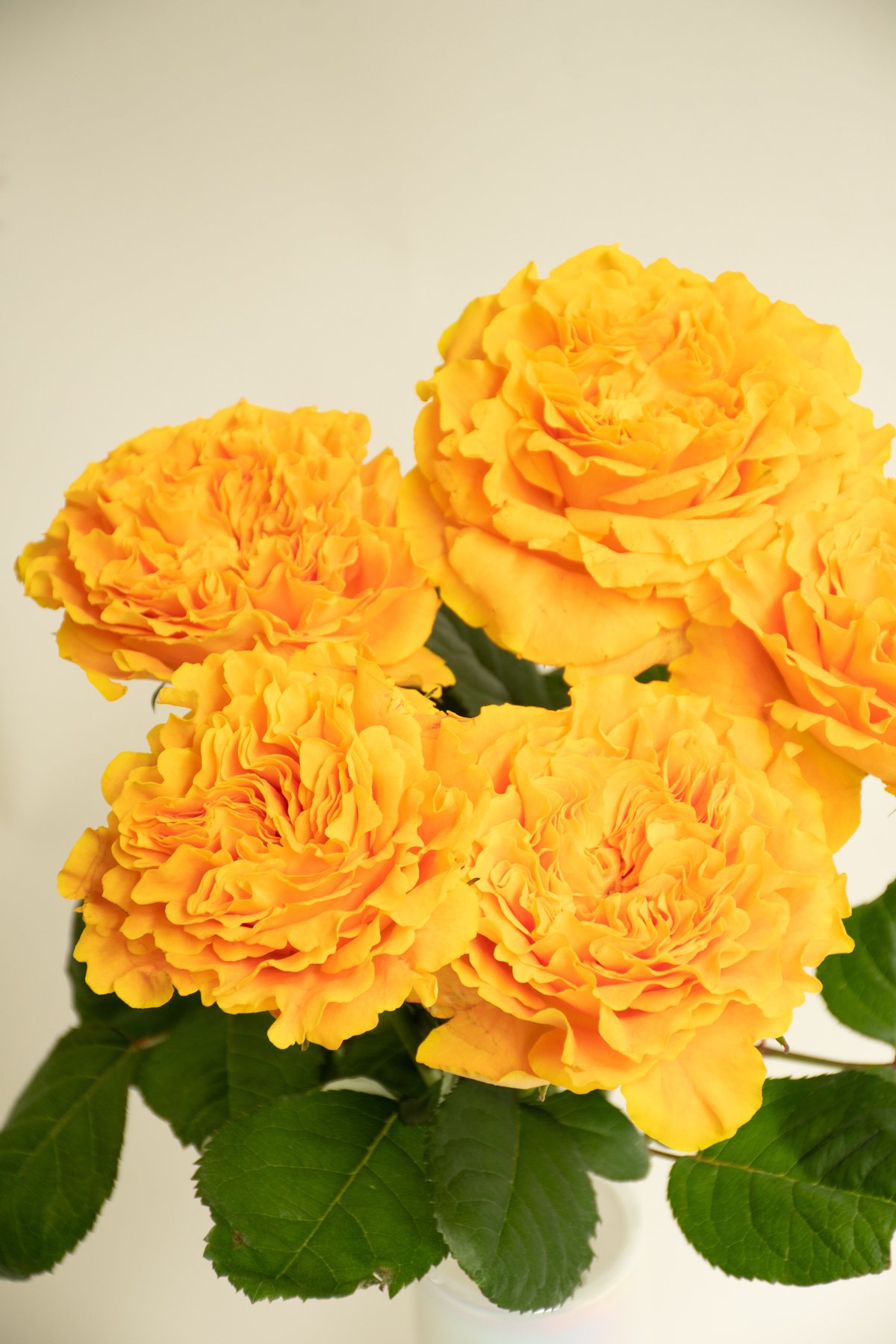 バラ「マンゴーリーバ」 | tokyo_shokubutsu_zufu