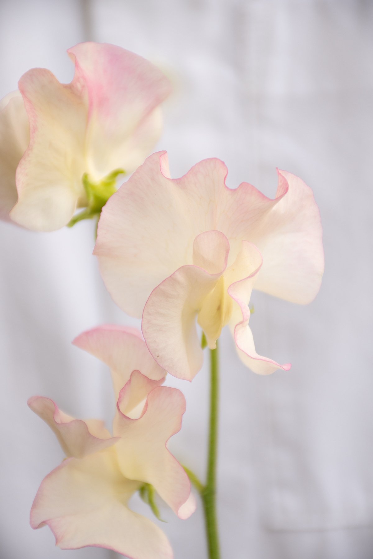 スイトピー「フローリック」 | tokyo_shokubutsu_zufu