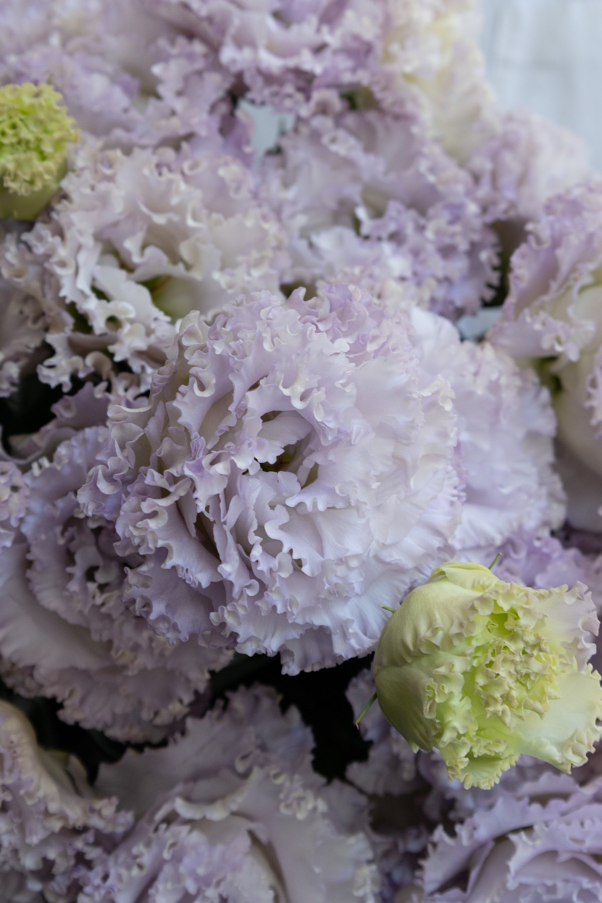 ちえさんトルコキキョウ　トルコギキョウ苗　ソーダ取り置き トルコキキョウ「ソーダ」 | tokyo_shokubutsu_zufu