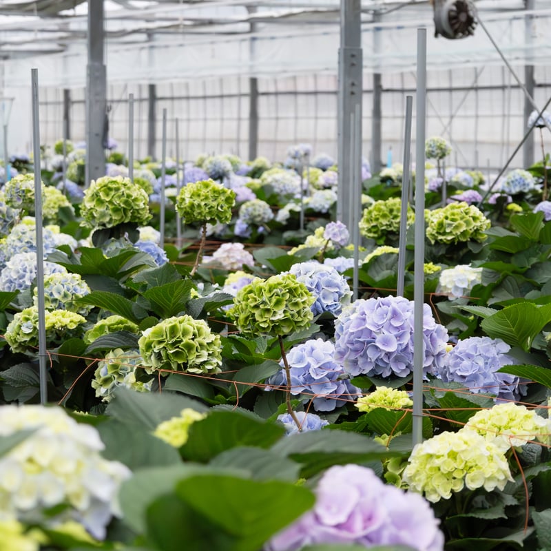 アジサイ「マジカルレボリューション」 | tokyo_shokubutsu_zufu