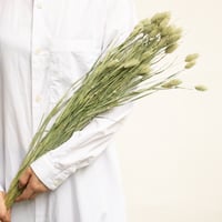 ドライフラワー「スターチス」 | tokyo_shokubutsu_zufu