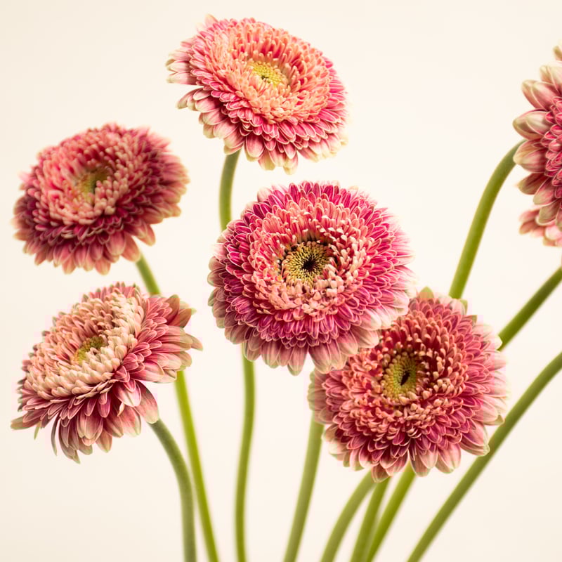 ポーランド 花図鑑 万博 非売品 ポーランド 花図鑑 万博 非売品 - メルカリ