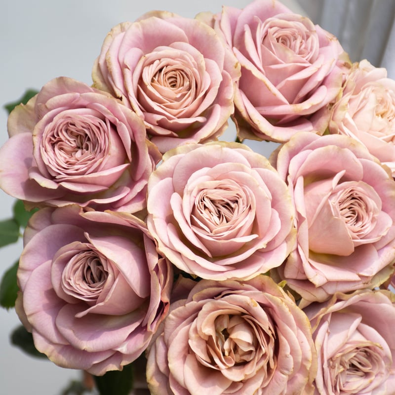 堀木園芸「オールウェイズオンユアサイド」 | tokyo_shokubutsu_zufu