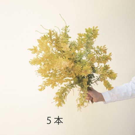 アカシア「赤葉＆金葉アカシア」