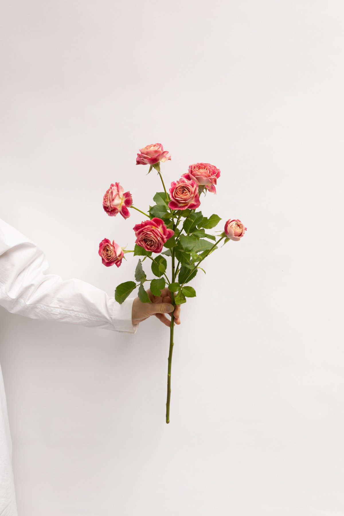 バラ「チアフル」 | tokyo_shokubutsu_zufu