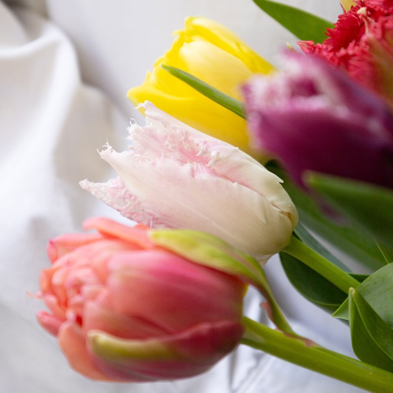 チューリップ「ミックス」 | tokyo_shokubutsu_zufu