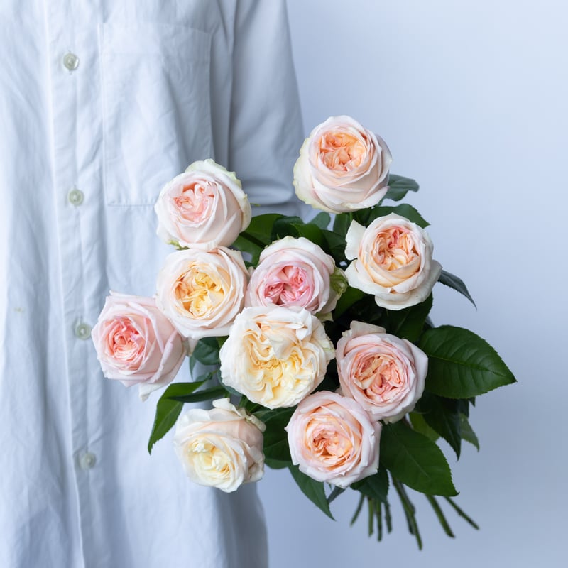 バラ「アンジェリークロマンチカ」 | tokyo_shokubutsu_zufu