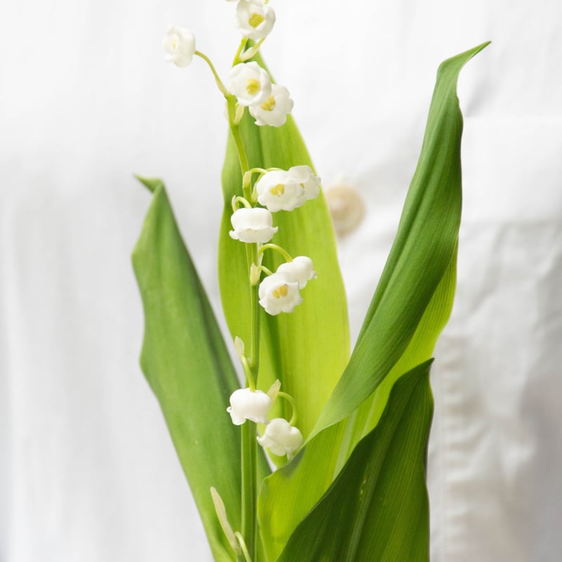 スズラン「ドリーン」 | tokyo_shokubutsu_zufu