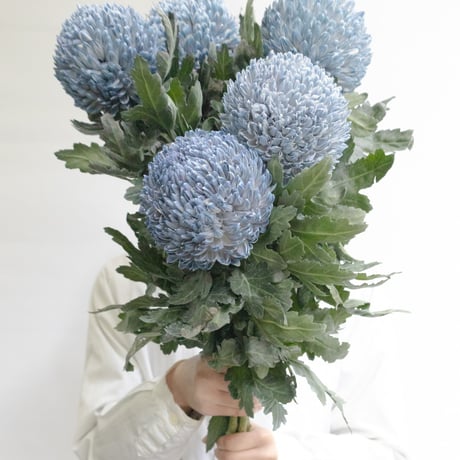 tokyo_shokubutsu_zufu