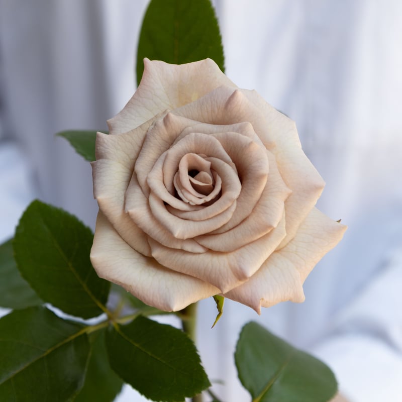 薔薇 バラ「ミルクティ」 | tokyo_shokubutsu_zufu