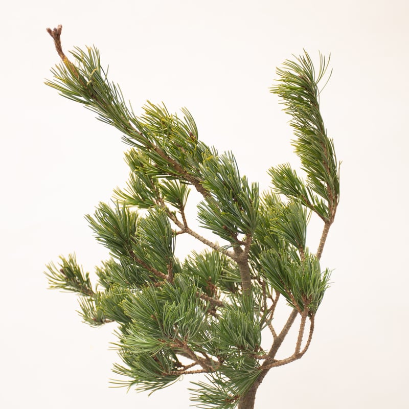 松「根岸五葉松」 | tokyo_shokubutsu_zufu