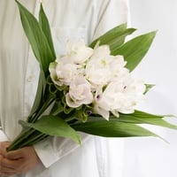 アカシア「ミモザ」 | tokyo_shokubutsu_zufu