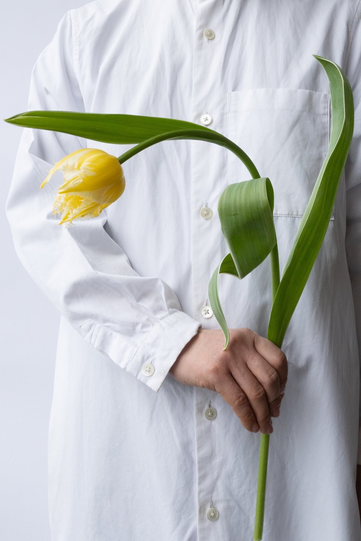 チューリップ「ハイネケンフレーム」 | tokyo_shokubutsu_zufu