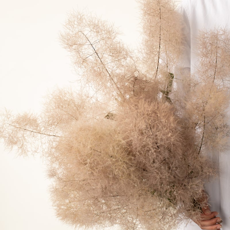 ドライフラワー「スモークツリー」 | tokyo_shokubutsu_zufu
