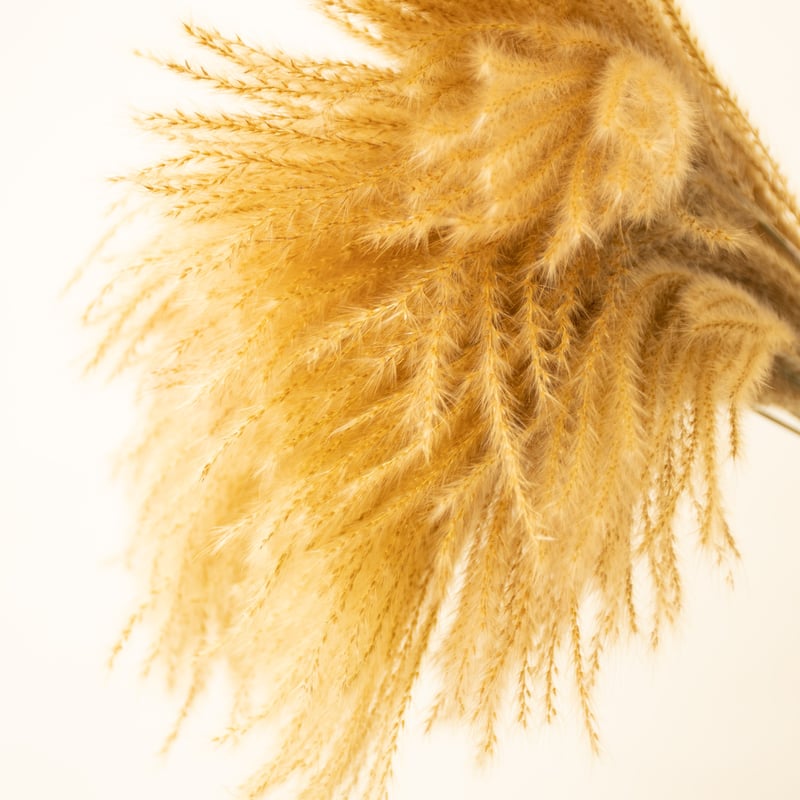 ドライフラワー「ススキ」 | tokyo_shokubutsu_zufu