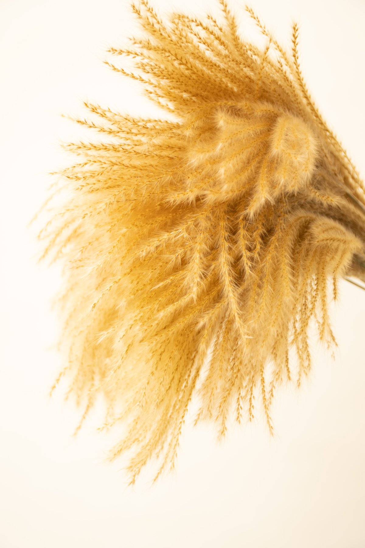 ドライフラワー「ススキ」 | tokyo_shokubutsu_zufu