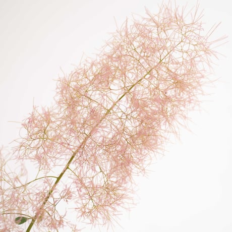 feltico×東京植物図譜「フランネルフラワーのブローチとスモークツリー」