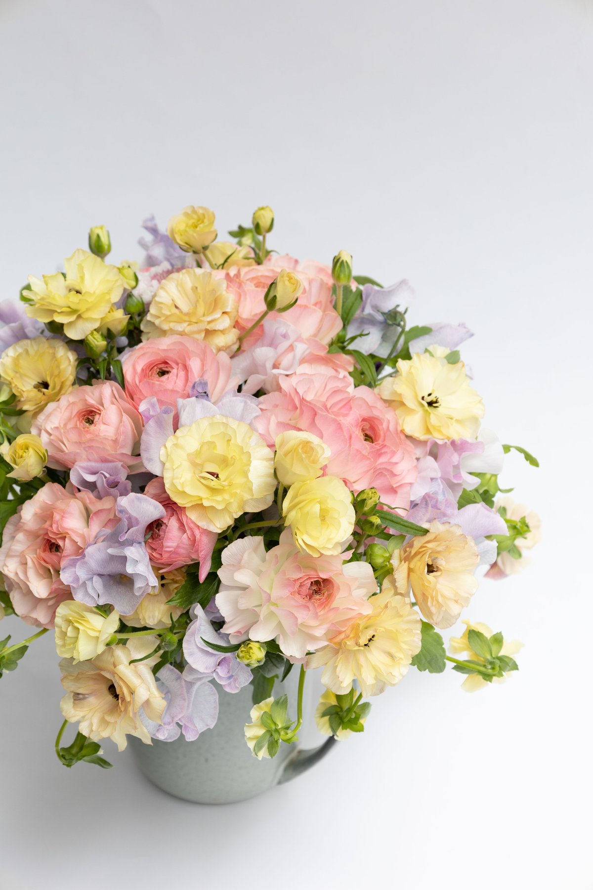 ラナンキュラス「プラージュ」 | tokyo_shokubutsu_zufu