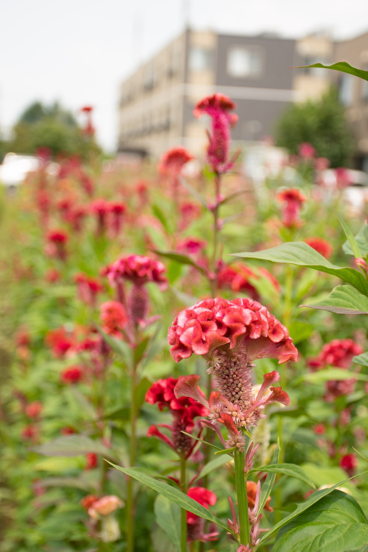 クルメケイトウ「キャンディボックス」 | tokyo_shokubutsu_zufu