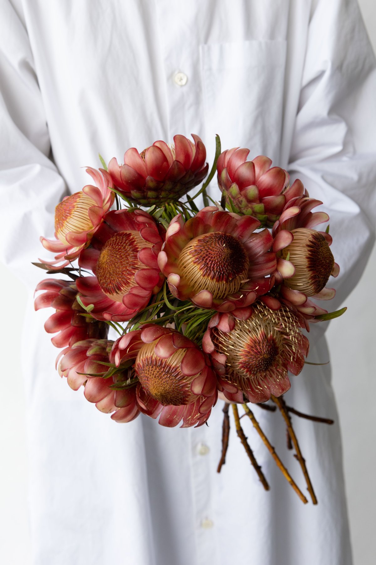 プロテア「ペトロ」 tokyo_shokubutsu_zufu