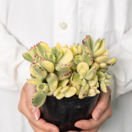 多肉植物３種セット