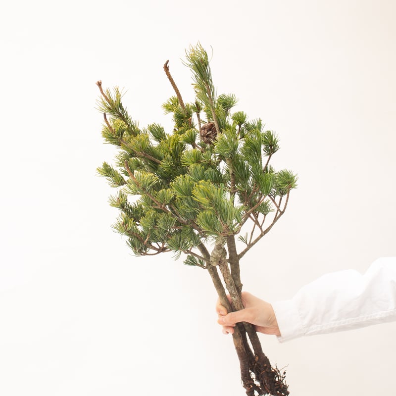 五葉松❷ 盆栽【五葉松-模様木(樹形)-】成長過程の記録2021年 Bonsai 【White