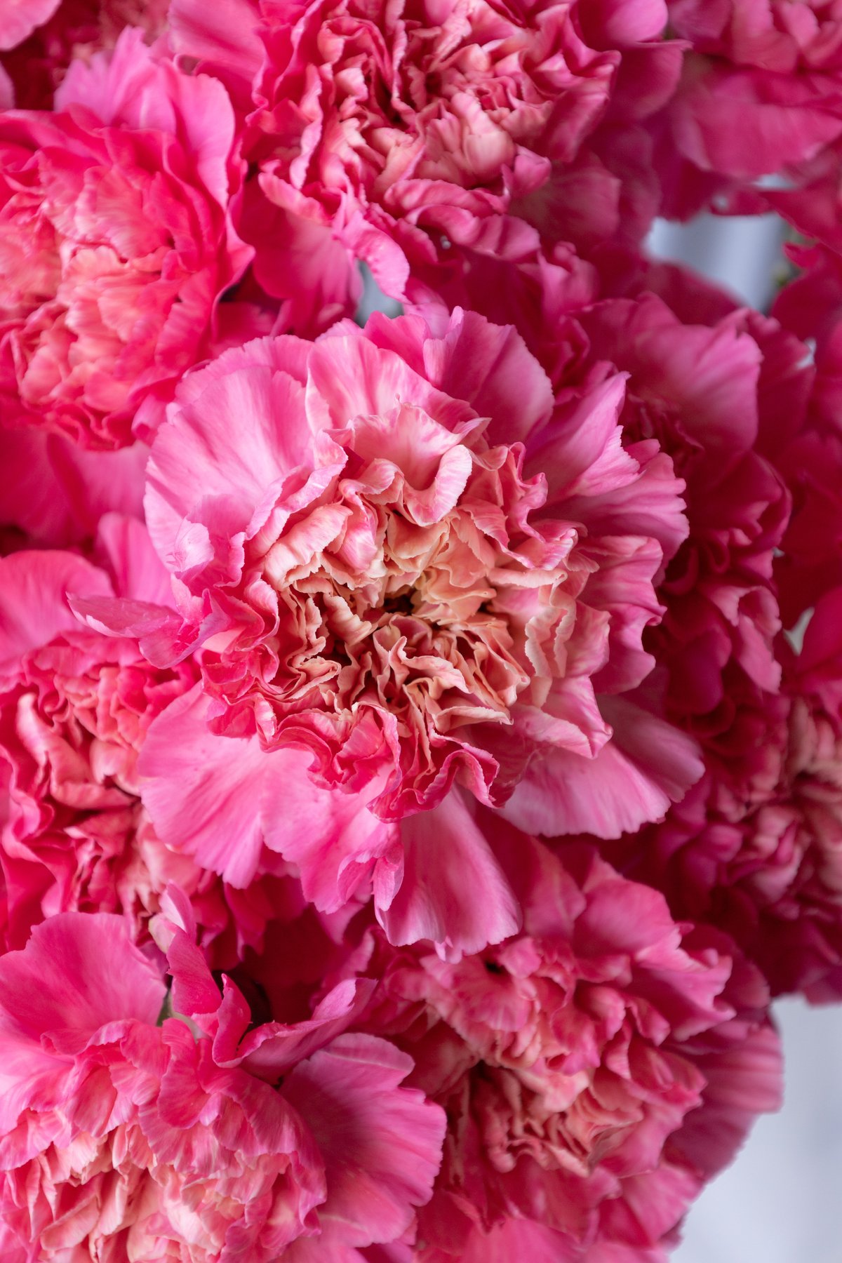 カーネーション「ミナミミックス」 | tokyo_shokubutsu_zufu