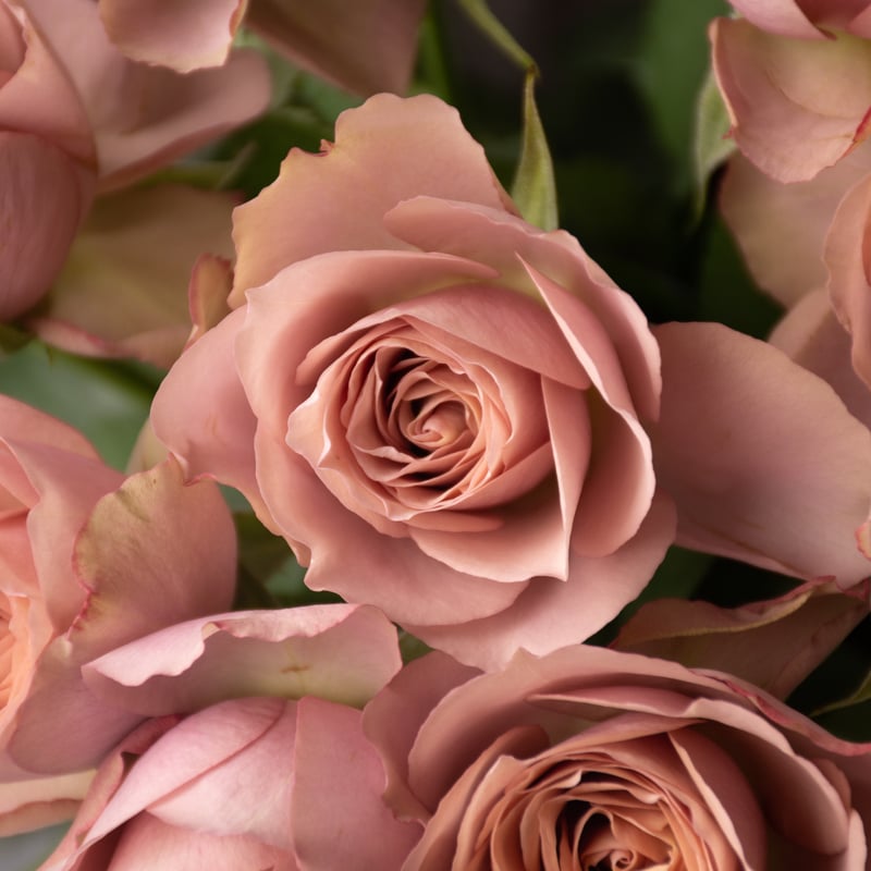 バラ「堀木園芸 リーズン」 | tokyo_shokubutsu_zufu