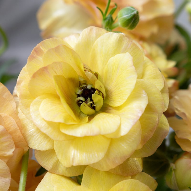 ラナンキュラス「ラックスベスタリス」 | tokyo_shokubutsu_zufu