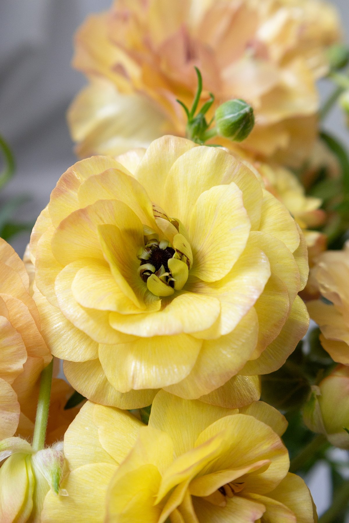 ラナンキュラス「ラックスベスタリス」 | tokyo_shokubutsu_zufu