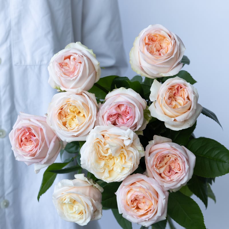 薔薇 華やかアンティーク 大正ロマン 薔薇 華やかアンティーク 大正ロマン