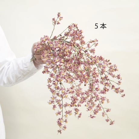 オンシジューム「シーヤンヤンピンク」