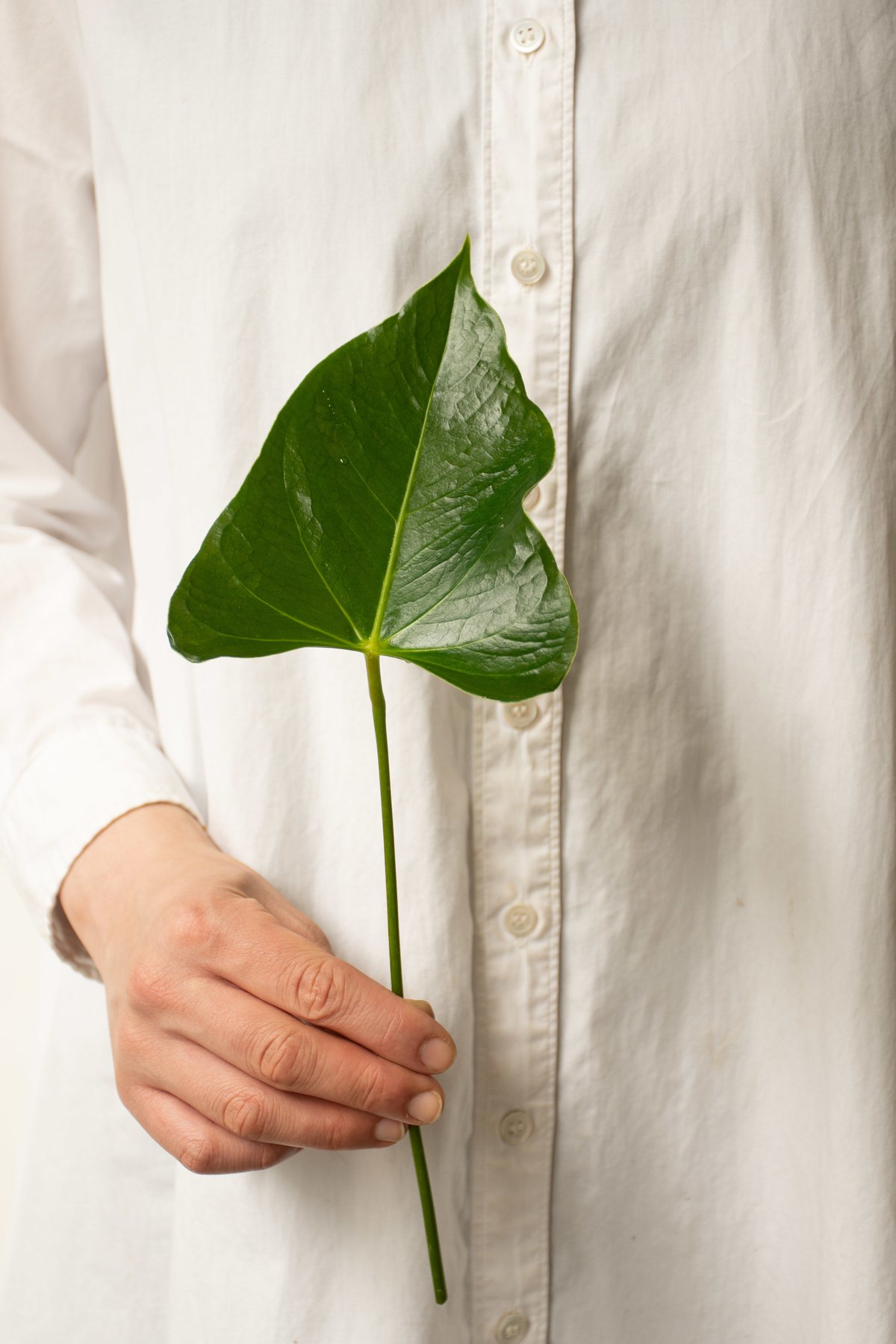 大佐和花卉園のアンスリューム | tokyo_shokubutsu_zufu