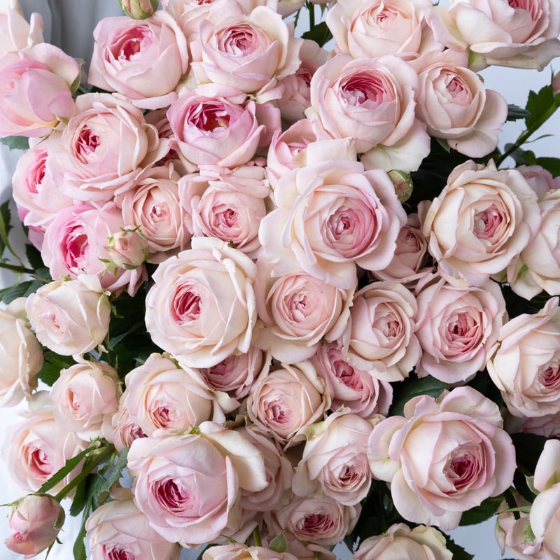 バラ「マイネリーベ」 | tokyo_shokubutsu_zufu