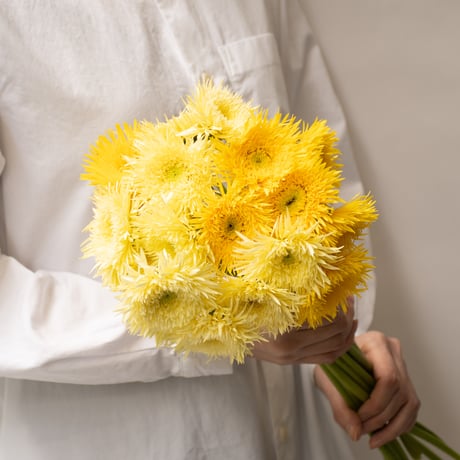 ガーベラ「スパイダーフルダブルミックス」