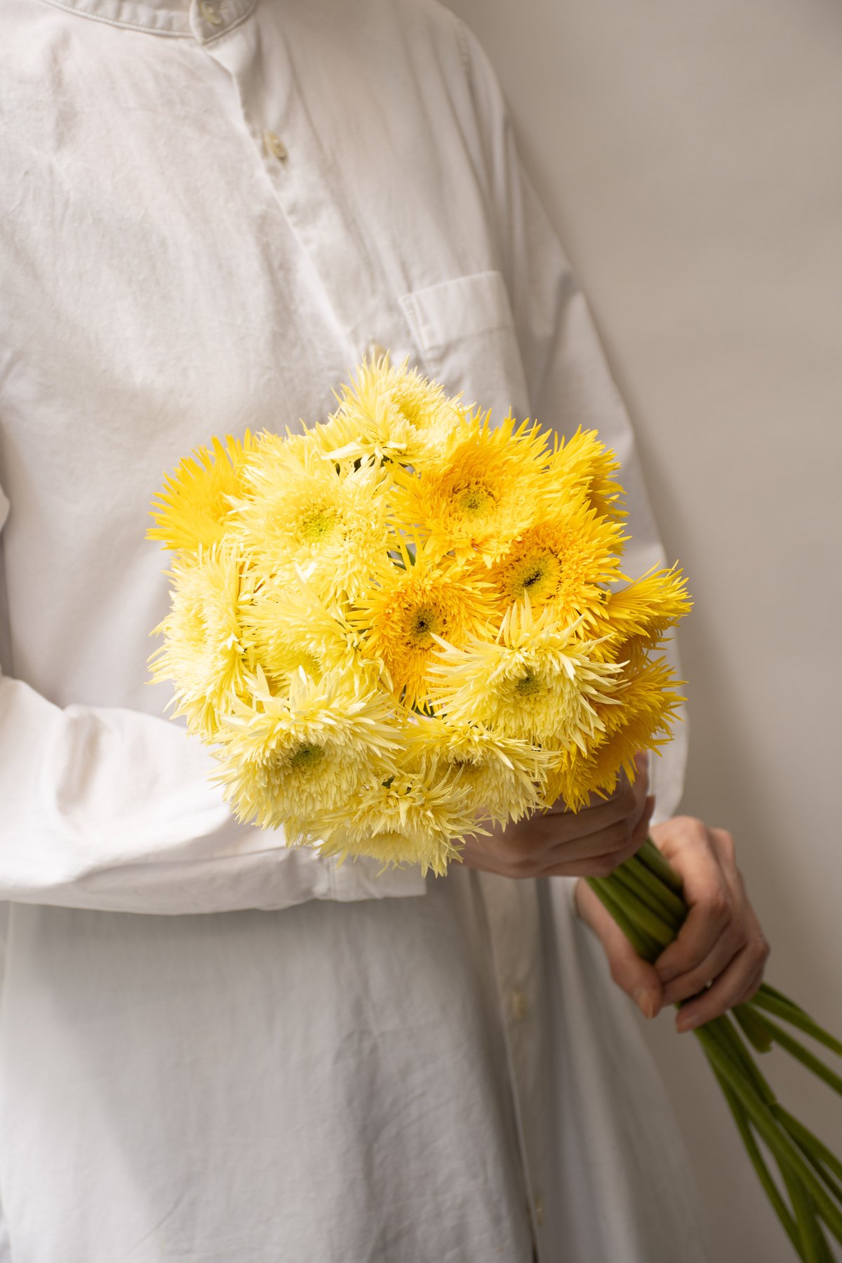 ガーベラ「スパイダーフルダブルミックス」 | tokyo_shokubutsu_zufu