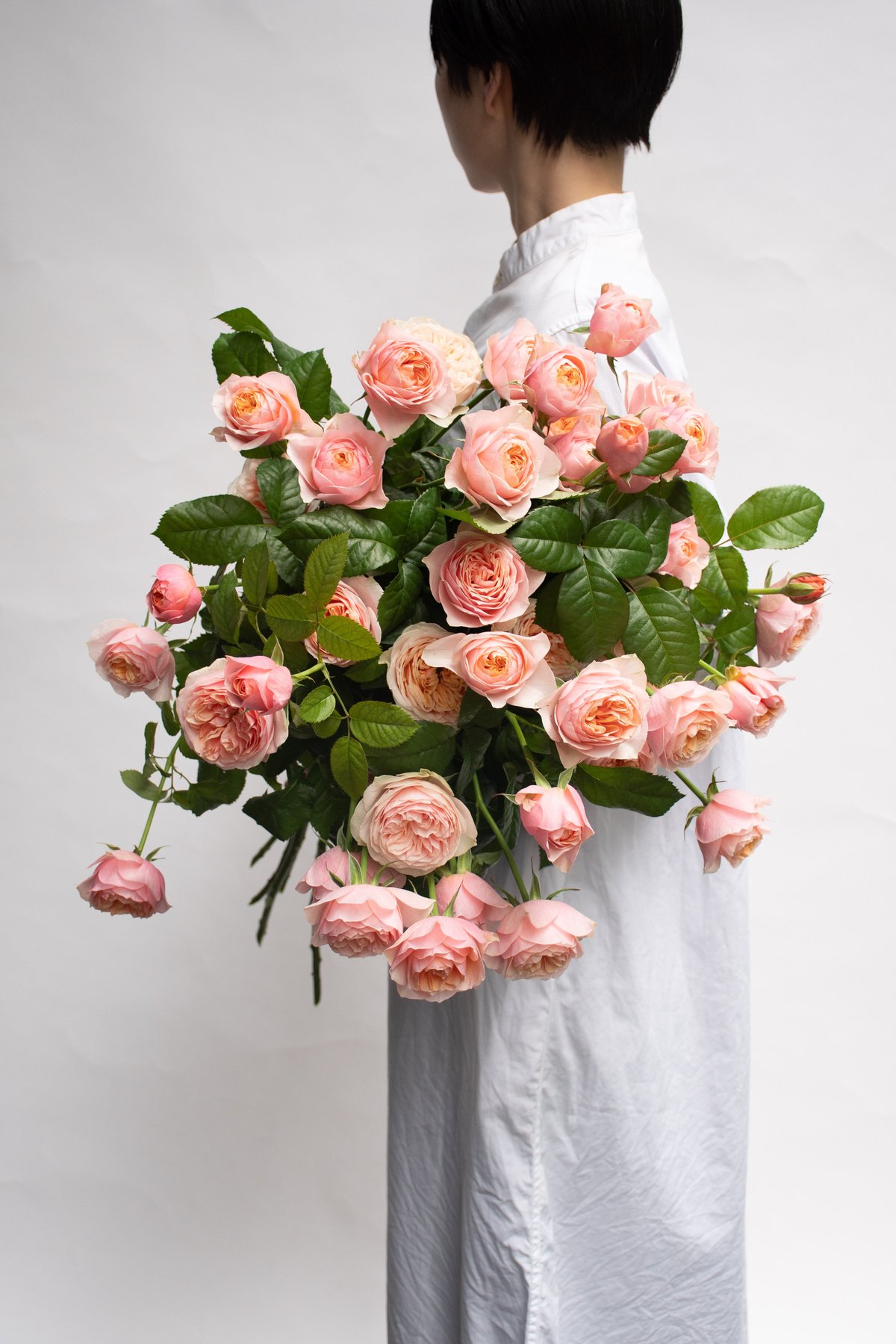 SPバラ「コーラルハート」 | tokyo_shokubutsu_zufu