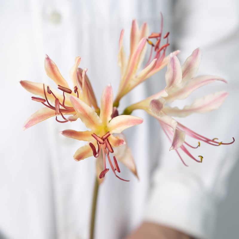 リコリス「ガーネットリング」 | tokyo_shokubutsu_zufu