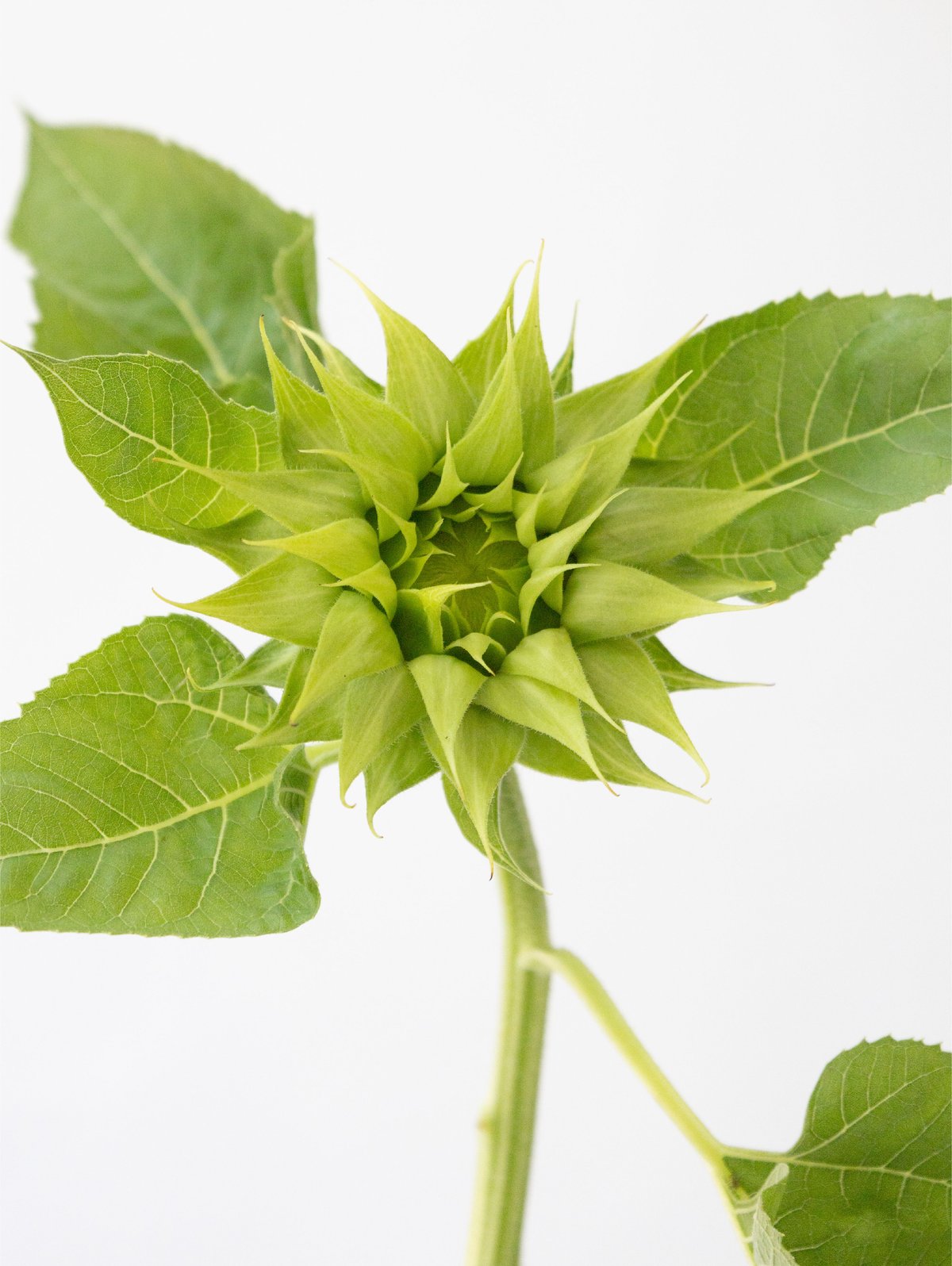 ヒマワリ「グリーンヒル」 | tokyo_shokubutsu_zufu