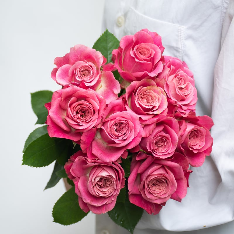 堀木園芸「バイアモーメント」 | tokyo_shokubutsu_zufu