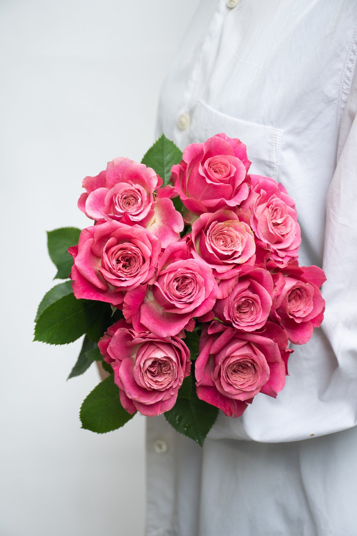 堀木園芸「バイアモーメント」 | tokyo_shokubutsu_zufu