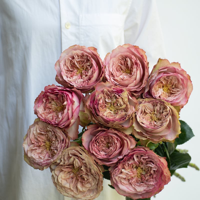 バラ「堀木園芸 ホールディングハンズ」 | tokyo_shokubutsu_zufu