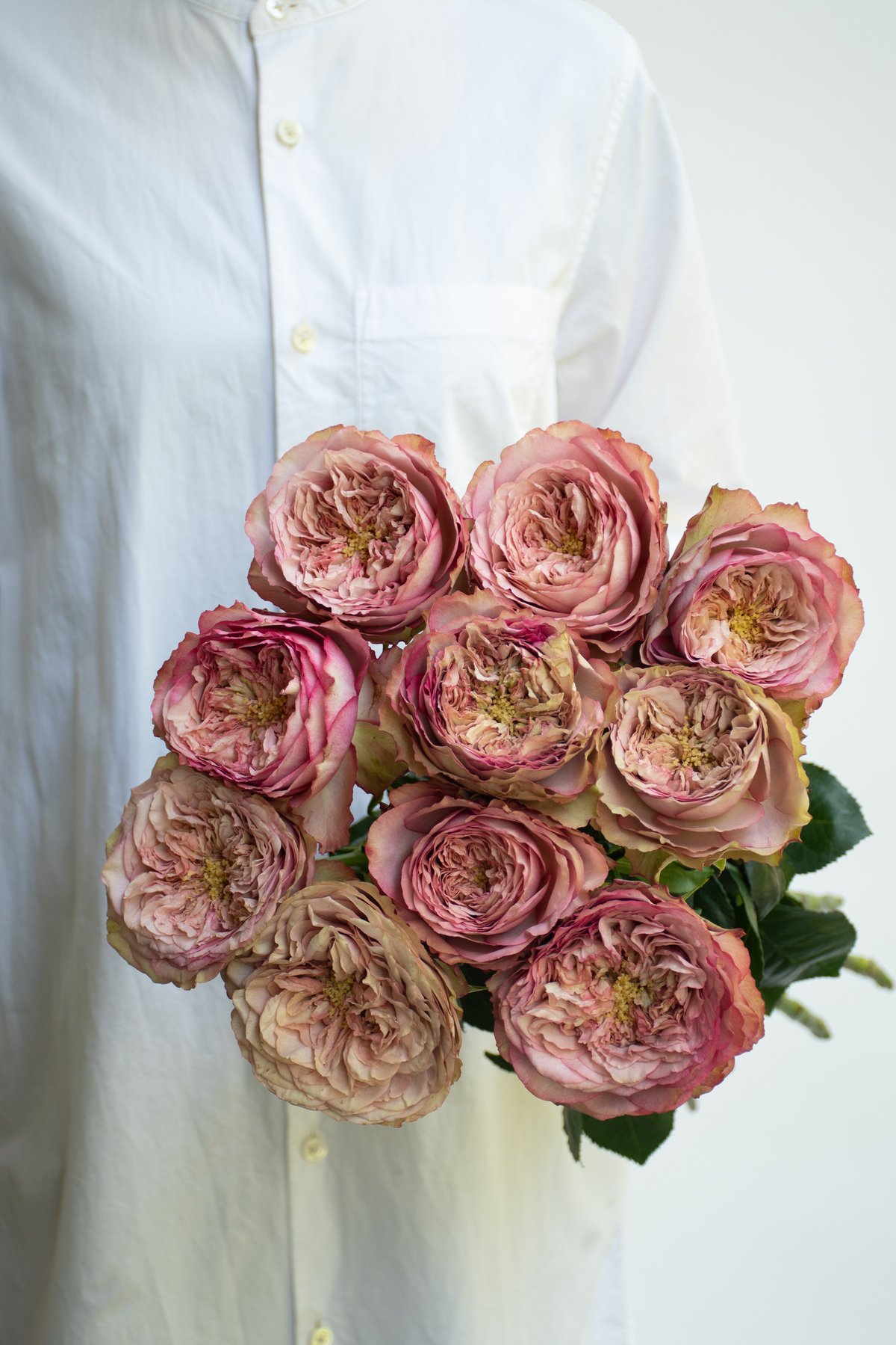 バラ「堀木園芸 ホールディングハンズ」 | tokyo_shokubutsu_zufu